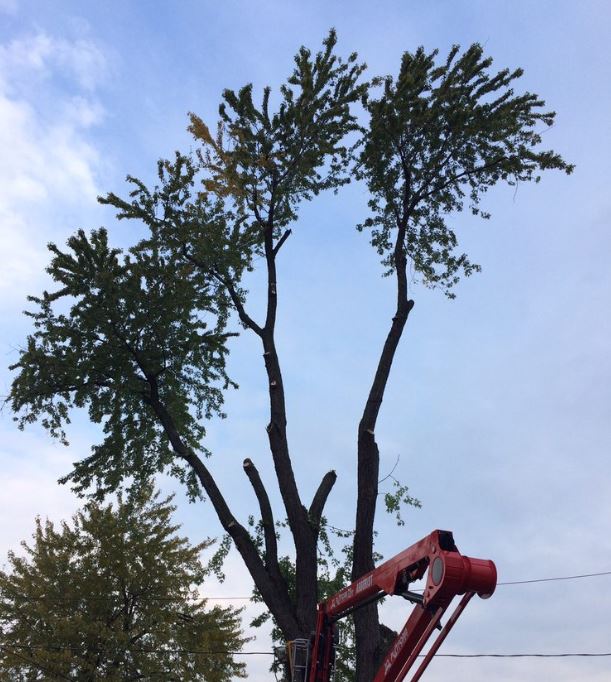 Tree Removal Barrie | 226 Bayview Dr, Barrie, ON L4N 4Y8, Canada | Phone: (705) 243-4540