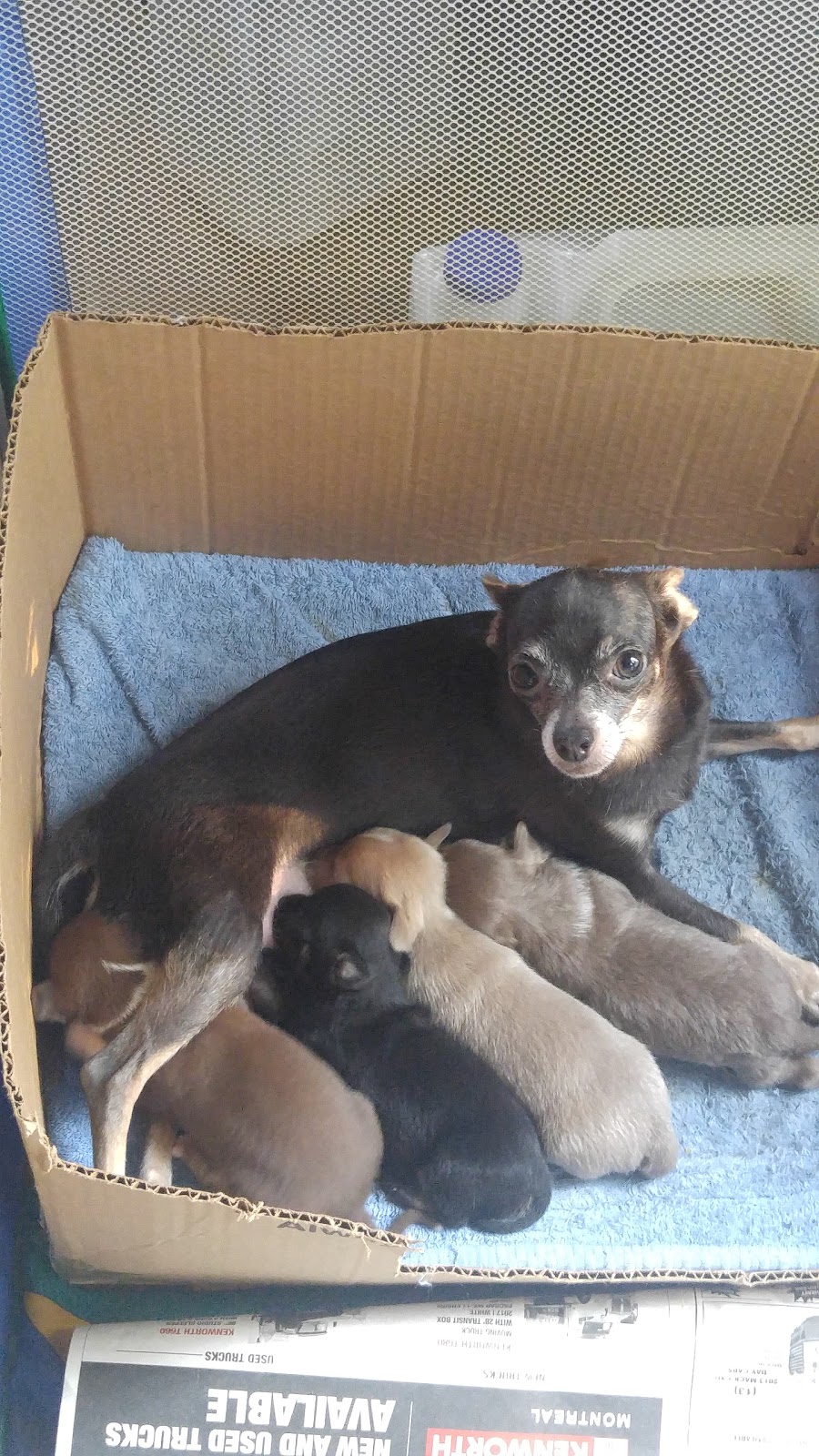 Dottea Muskoka Chihuahuas | 1411 Hwy 11 RR2, Kilworthy, ON P0E 1G0, Canada | Phone: (705) 689-8972