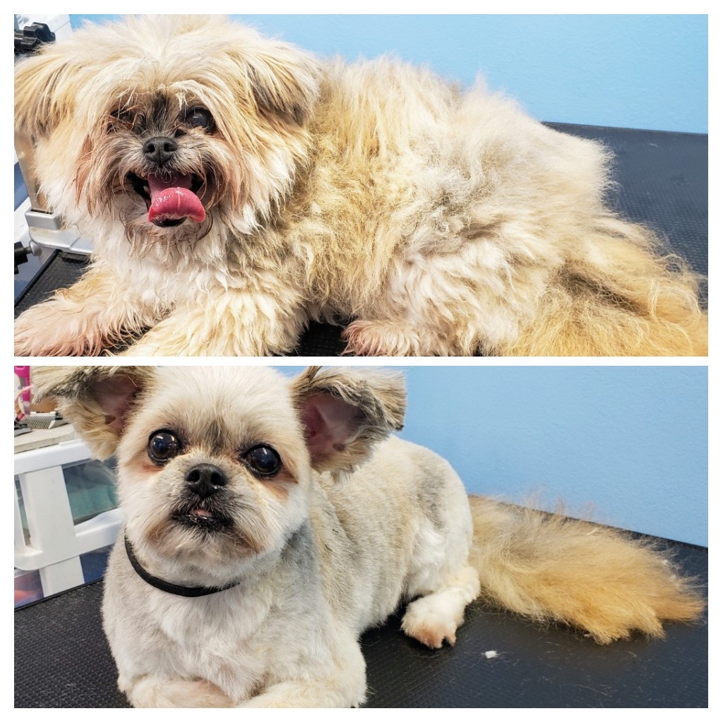 Stinky K9 Spa | 10221 Wilson St, Triple Creek Estates, Park Crescent Unit 70, Mission, BC V4S 1L8, Canada | Phone: (604) 764-5707