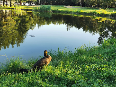 Club de Golf de Lévis | 6100 Bd Guillaume-Couture, Lévis, QC G6V 8Z7, Canada | Phone: (418) 837-3618
