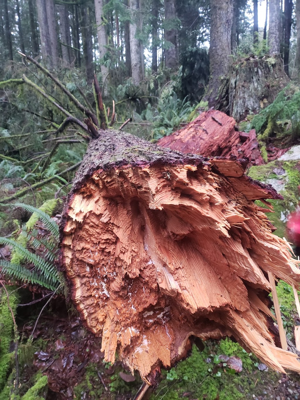 Hayward Lake Reservoir Trail. | 31170 Dewdney Trunk Rd, Mission, BC V4S 1C4, Canada