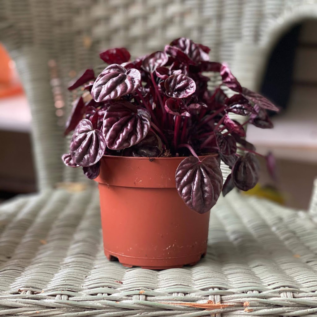 Plants & Planet | 2372 Lake Shore Blvd W, Etobicoke, ON M8V 1B6, Canada | Phone: (416) 252-8002