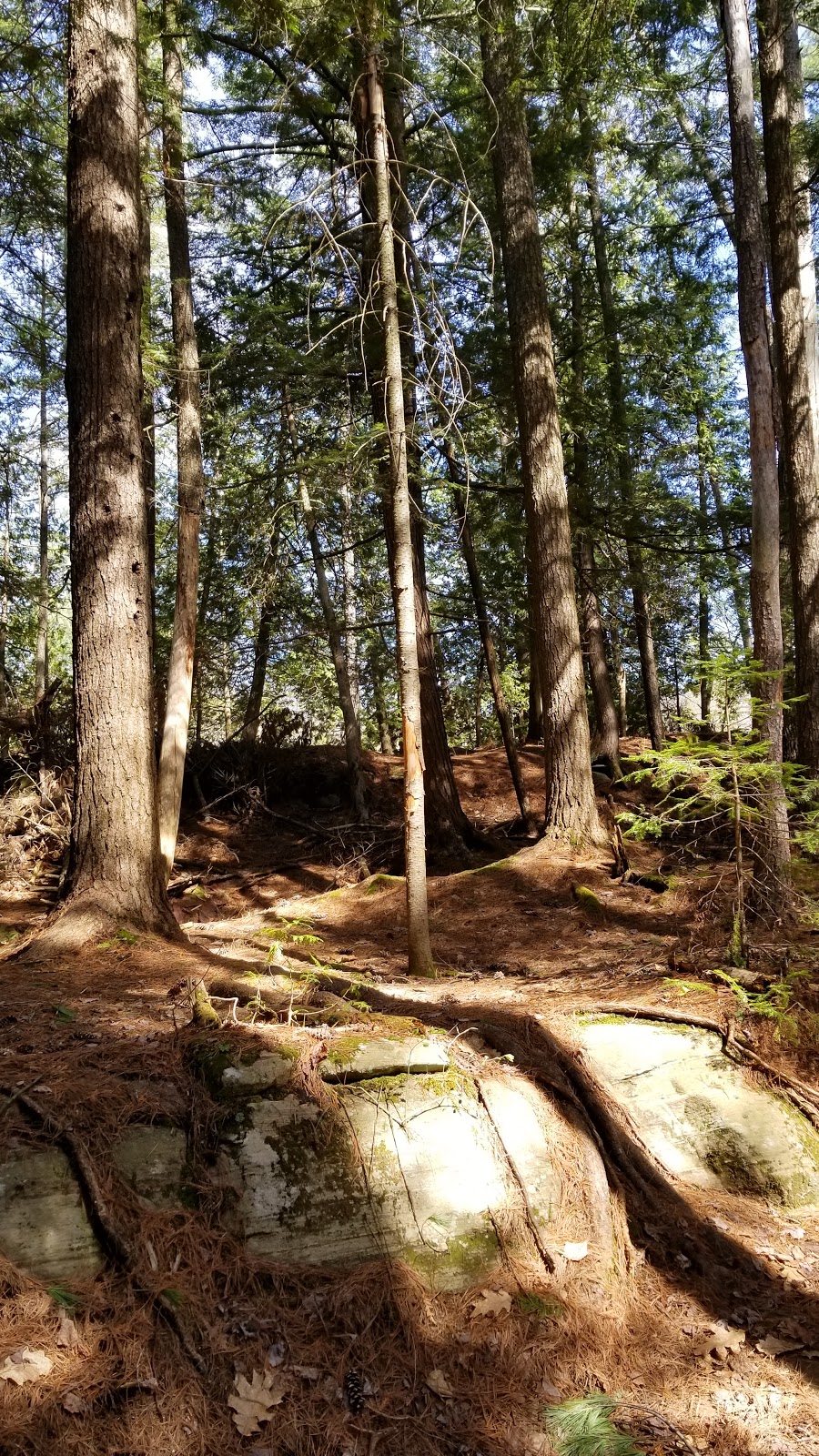 Fran Janes RMT | 459 Wilsons Falls Rd, Bracebridge, ON P1L 2G9, Canada | Phone: (705) 645-5510
