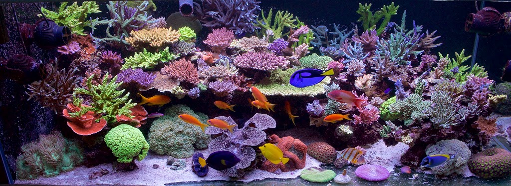 Burlington Aquariums | 4253 Price Ct, Burlington, ON L7M 4X3, Canada | Phone: (905) 466-7127