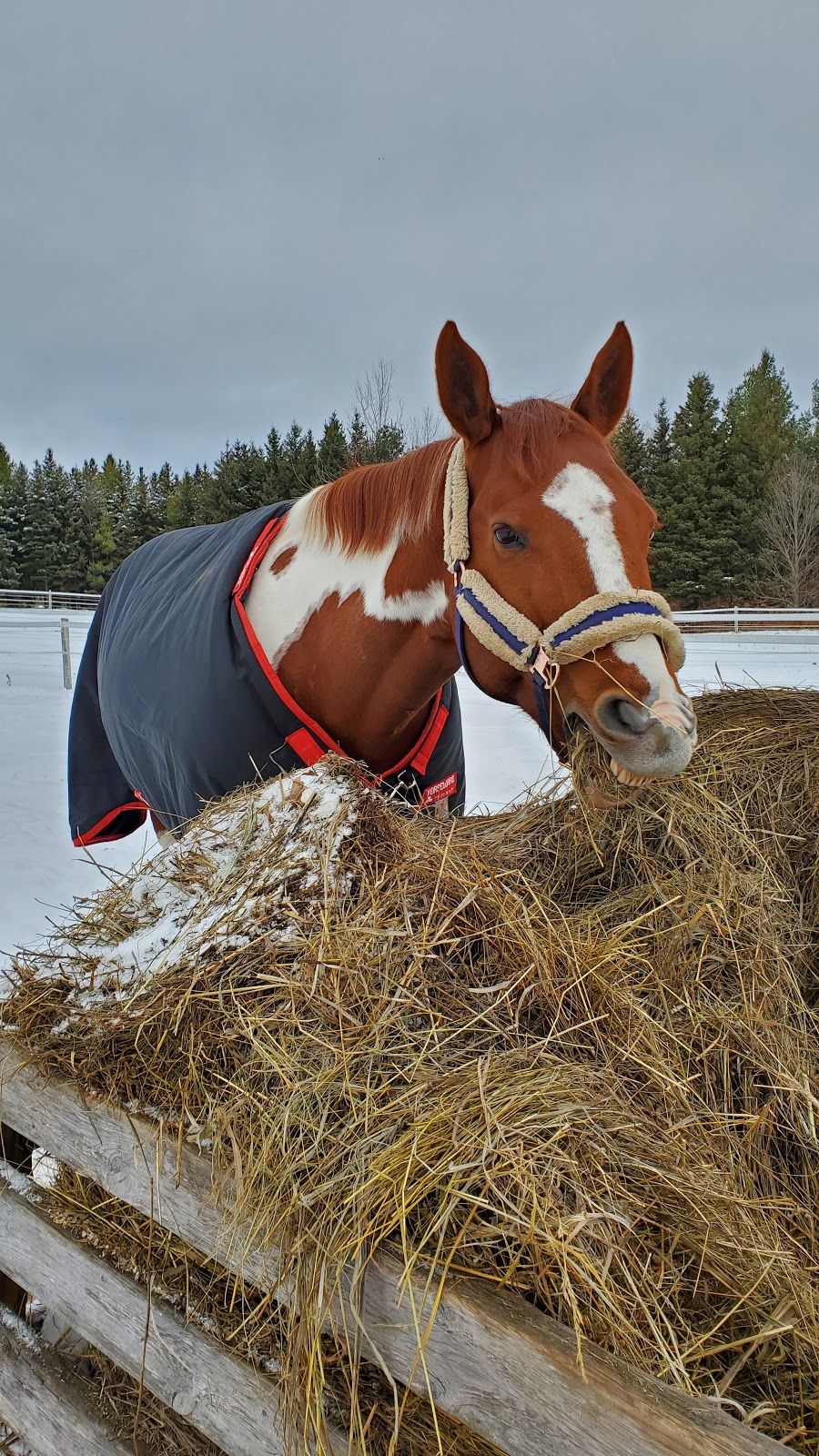 Myrddin Equestrian Centre | 5046 Trafalgar Rd, Georgetown, ON L7G 4S4, Canada | Phone: (905) 703-6698
