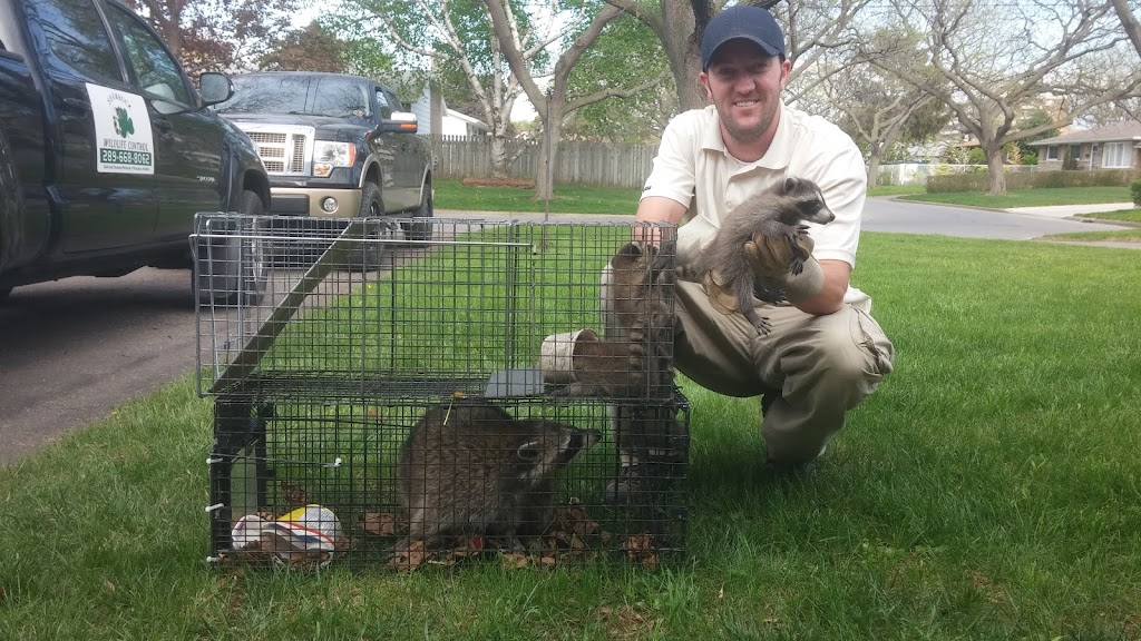 Shamrock Wildlife Control | 49 Gill Rd, Grand Bend, ON N0M 1T0, Canada | Phone: (289) 668-8062