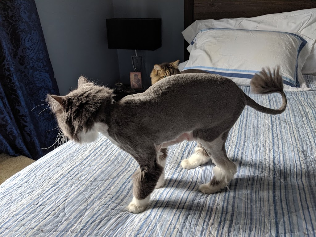Stephanies Pet Grooming | 451 Guelph Line, Burlington, ON L7R 3L8, Canada | Phone: (905) 637-4143