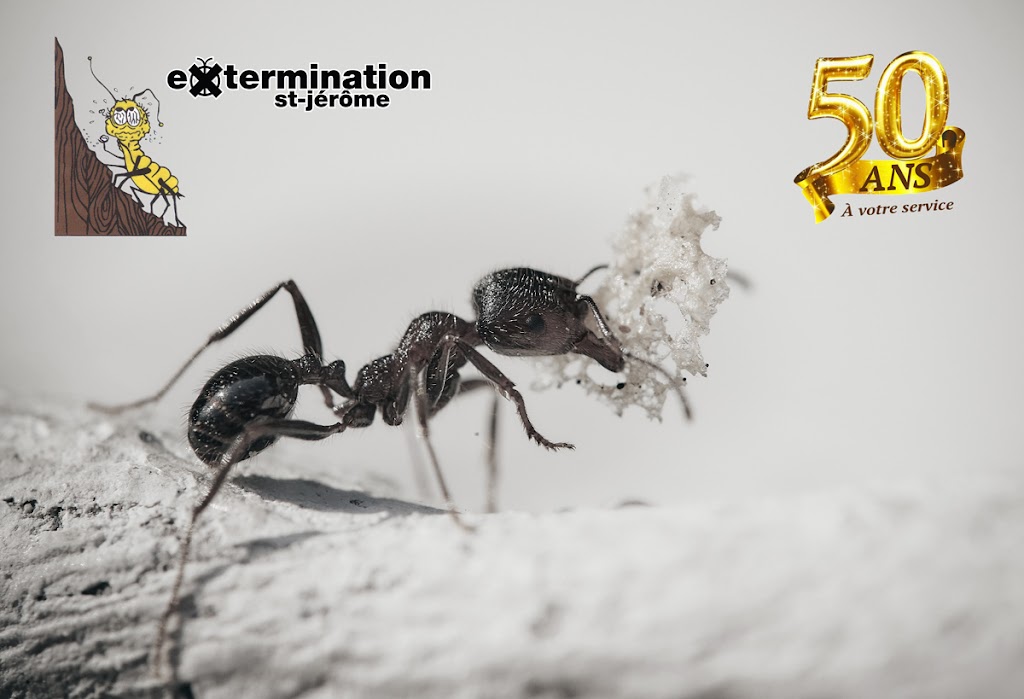 Extermination St-Jérôme inc. | 95 119e Av, Saint-Jérôme, QC J7Y 1A1, Canada | Phone: (450) 436-1779