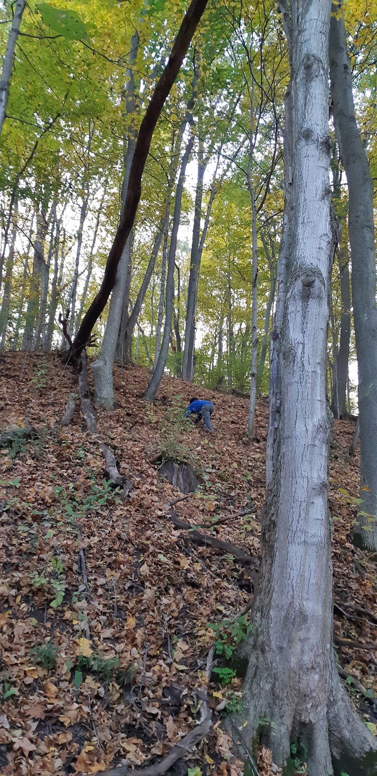 Archie Coulter Conservation Area | 46900 Brouwers Line, Aylmer, ON N5H 2R4, Canada | Phone: (519) 773-9037