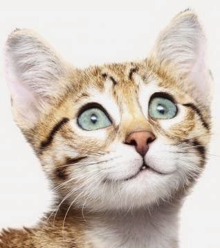 Clarkson Village Animal Hospital | 1659 Lakeshore Rd W, Mississauga, ON L5J 1J4, Canada | Phone: (905) 855-2100