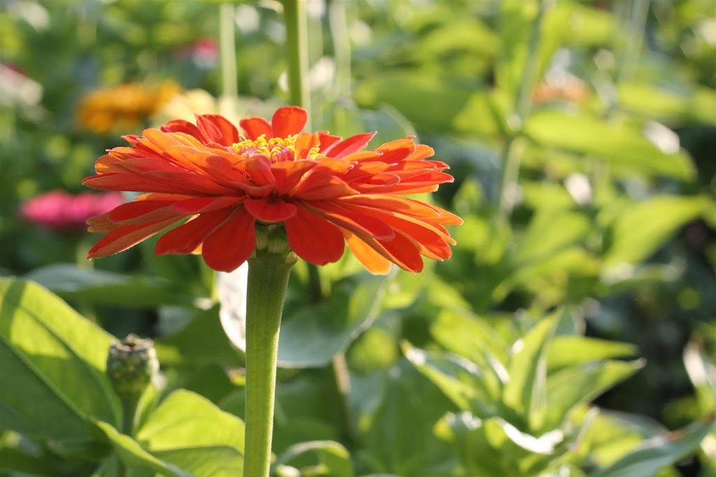 Wendalane Farms | 5998 Canborough Rd, Wellandport, ON L0R 2J0, Canada | Phone: (905) 386-0364