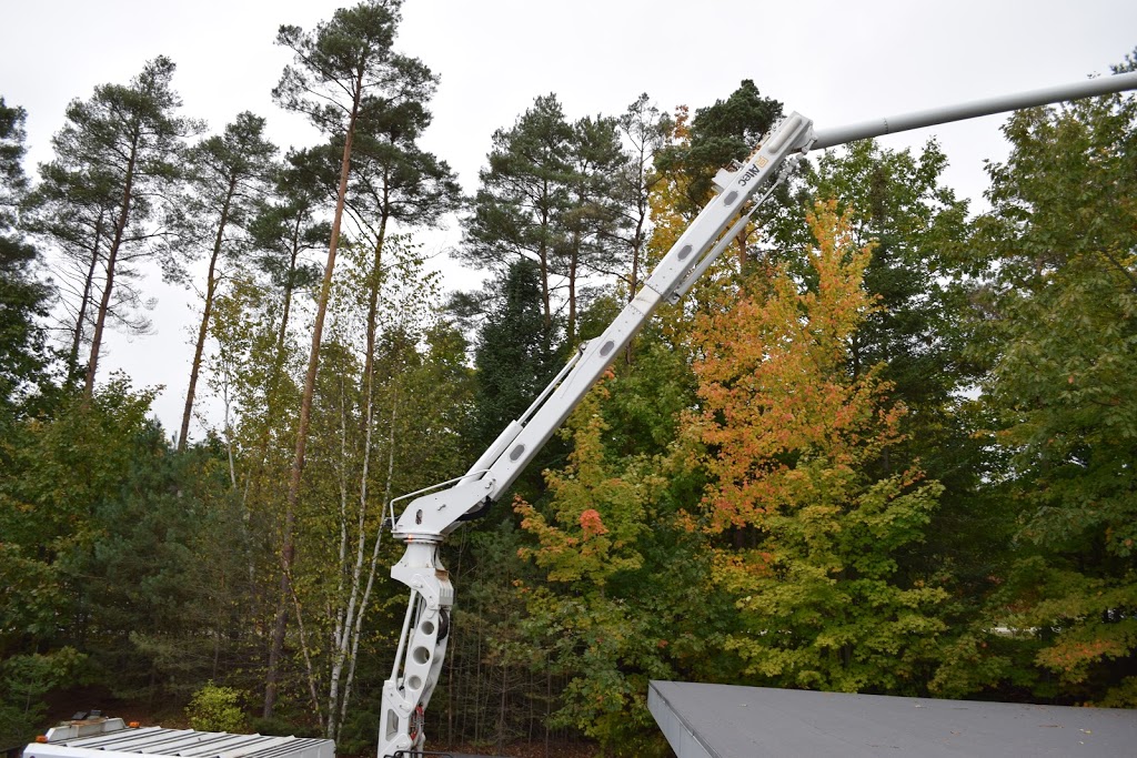 Rays Tree Service | 84 Concession 5 East, Tiny, ON L0L 2T0, Canada | Phone: (705) 322-1556