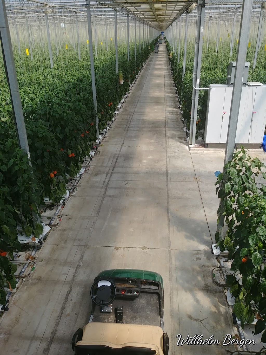 Greenhill Produce | 23282 Kent Bridge Rd, Kent Bridge, ON N0P 1V0, Canada | Phone: (519) 692-3477