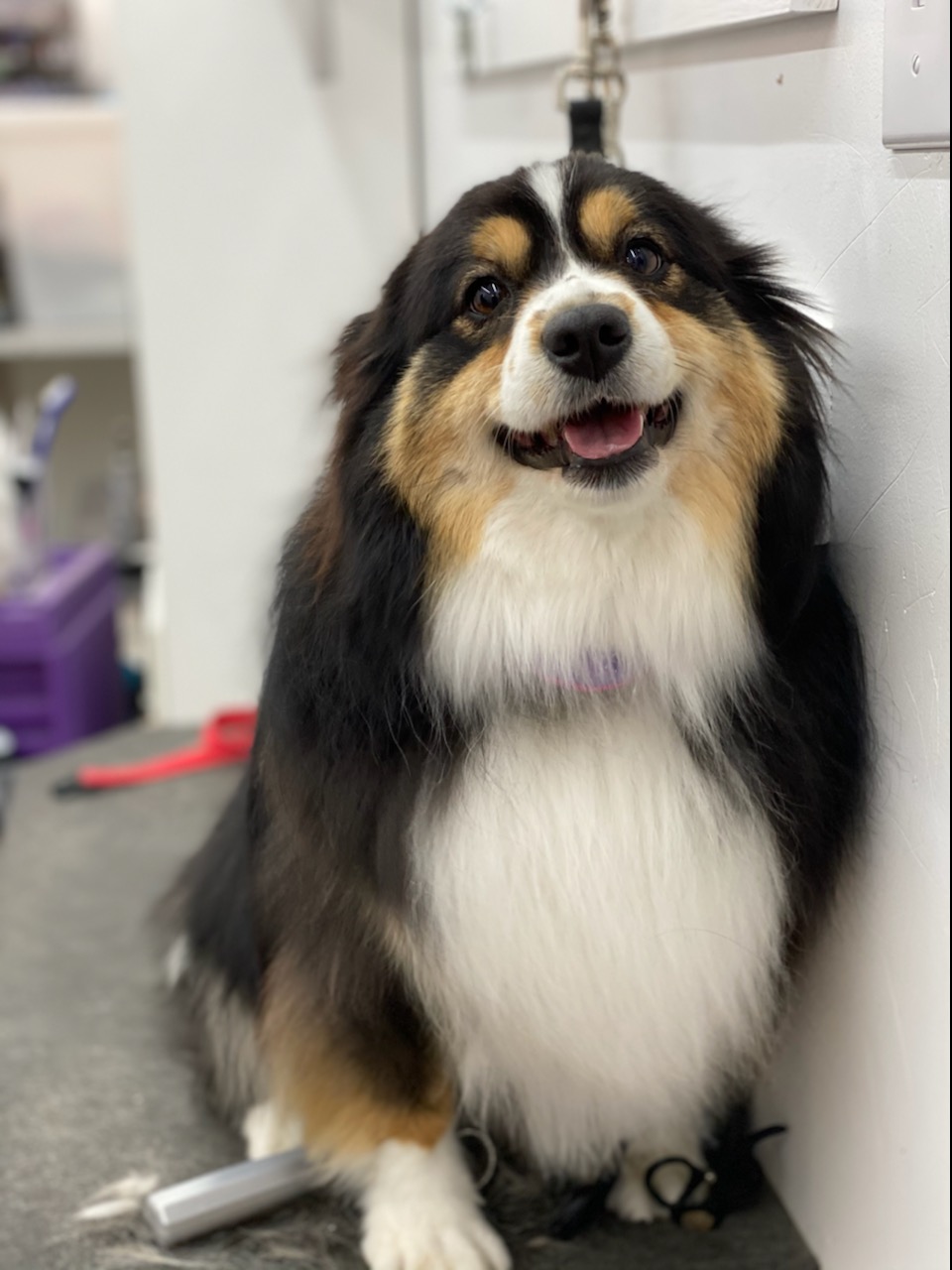 Toilettage O Chien Sale | 4575 QC-125, Rawdon, QC J0K 1S0, Canada | Phone: (514) 710-3267