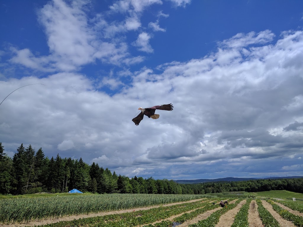 Ferme St-Élie | 2073 Chemin Dion, Sherbrooke, QC J1R 0R8, Canada | Phone: (819) 829-3917