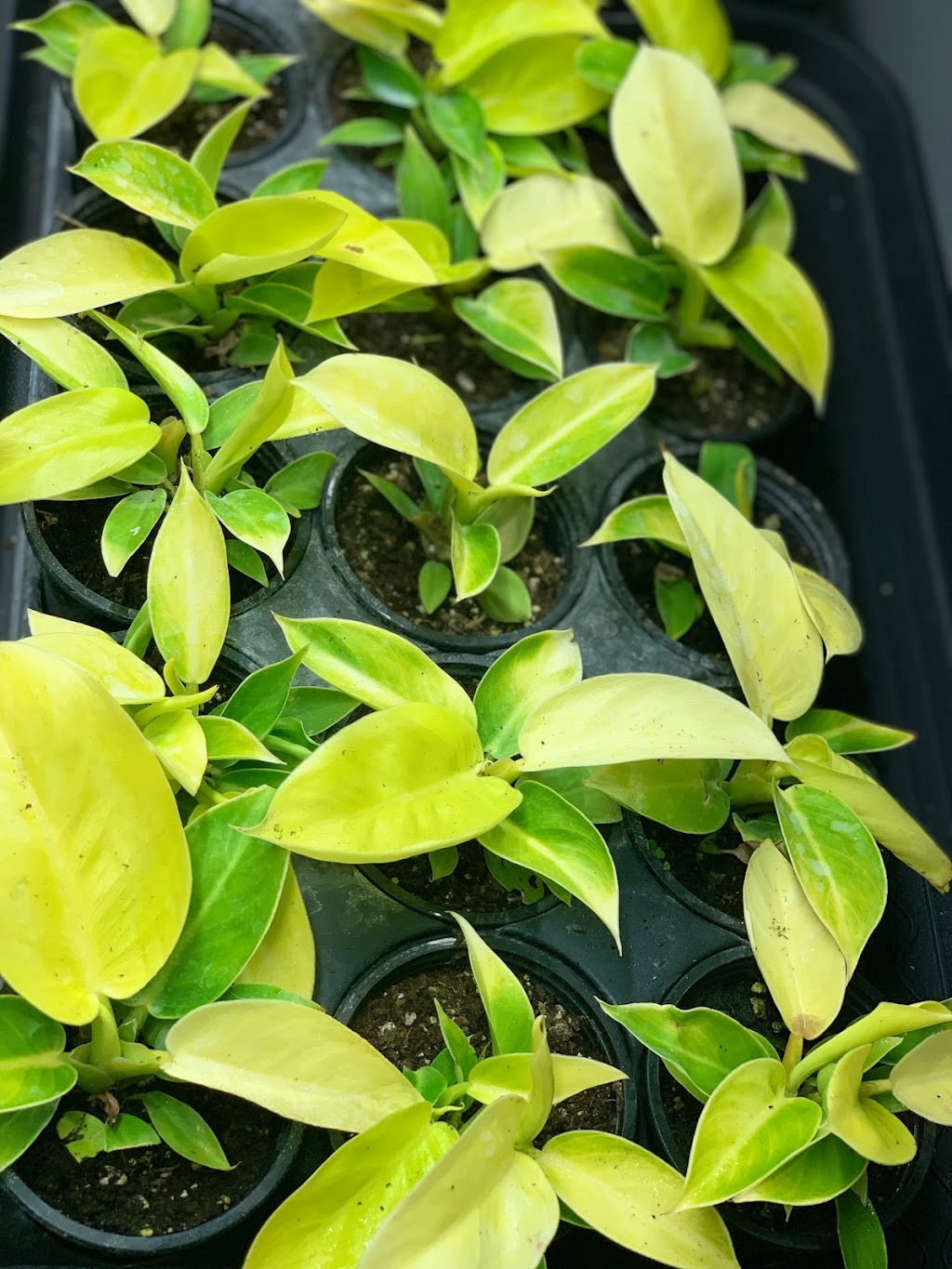 Tropikal-Leaf Wonders | 896 Elmhurst Rd, Winnipeg, MB R3R 0V4, Canada | Phone: (204) 914-4516