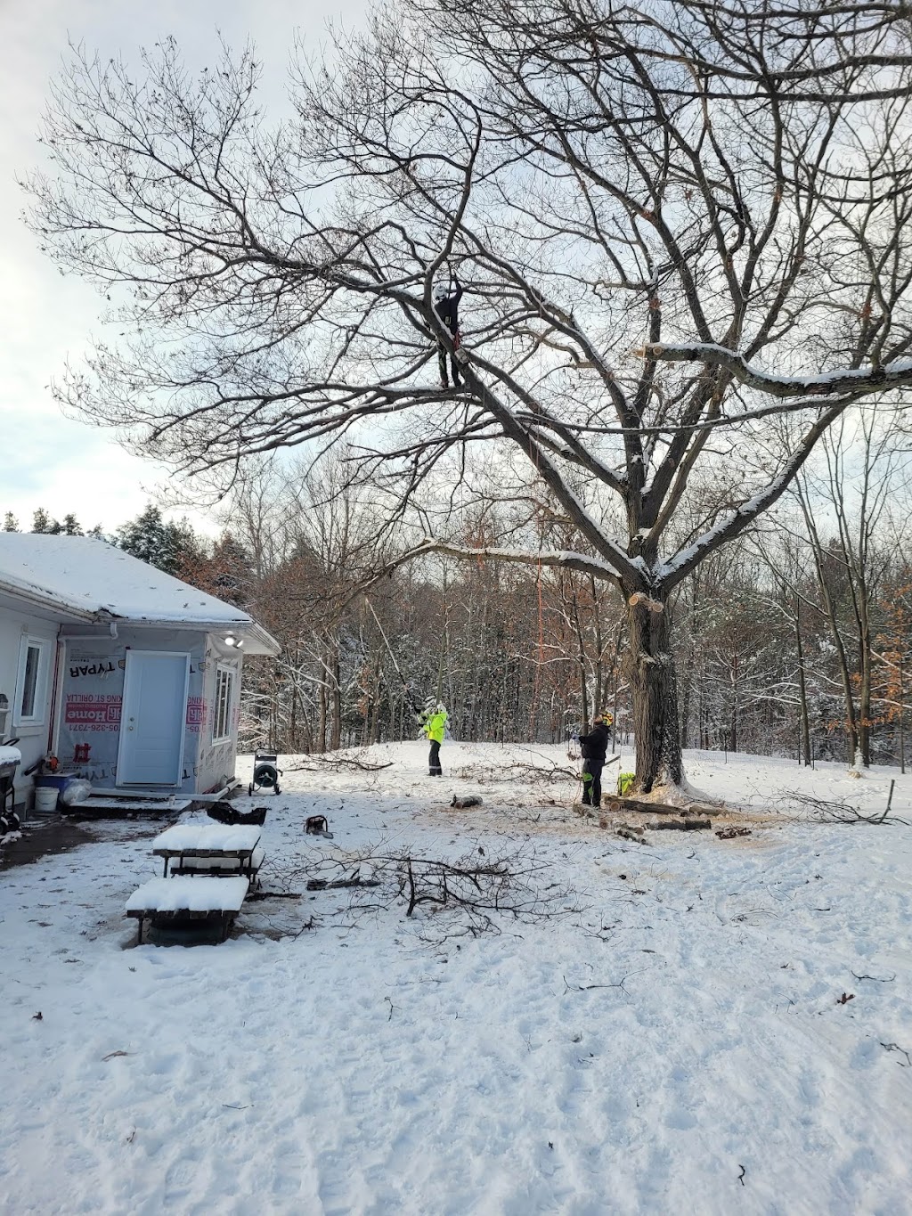 Northside Tree Experts | 64 Scott St, Orillia, ON L3V 4R4, Canada | Phone: (705) 896-5204