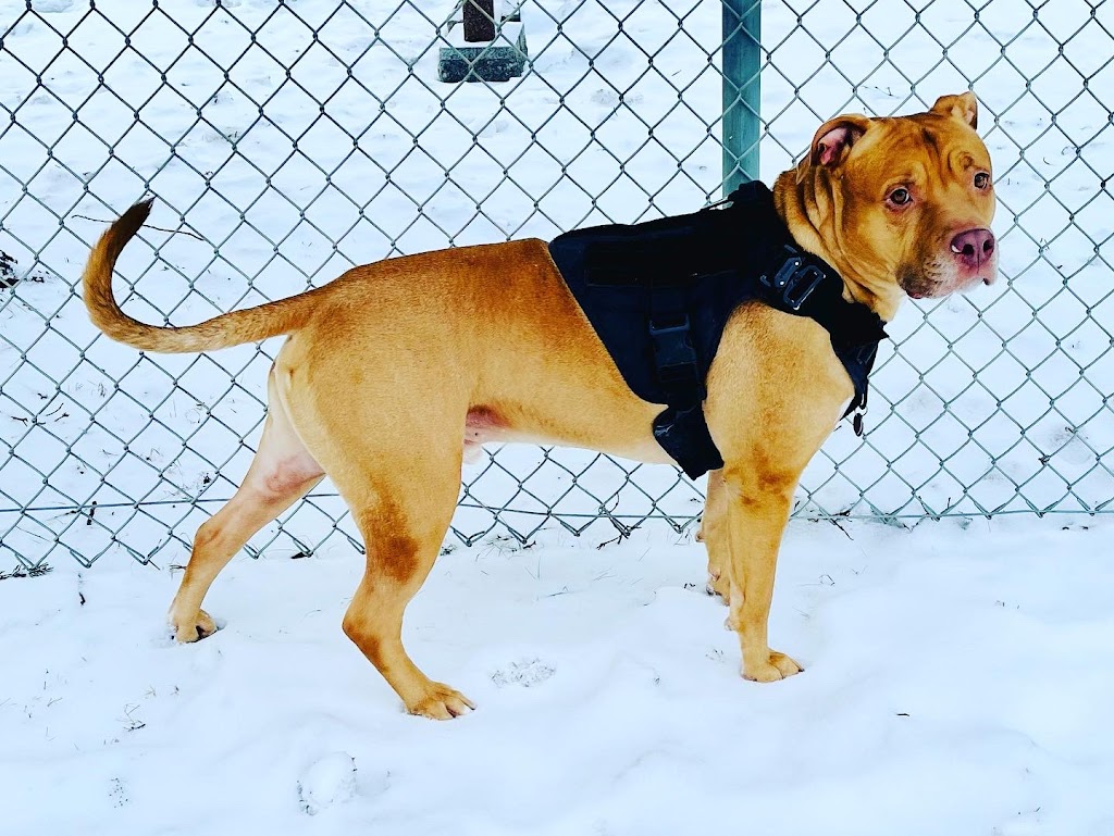YEG Dog Training | 10814 117 St NW, Edmonton, AB T5H 3N5, Canada | Phone: (780) 288-4843