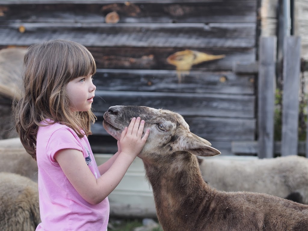 Foymount Farm Accommodations and Equine Retreat | 3837 Foymount Rd, Cormac, ON K0J 1M0, Canada | Phone: (613) 754-2586