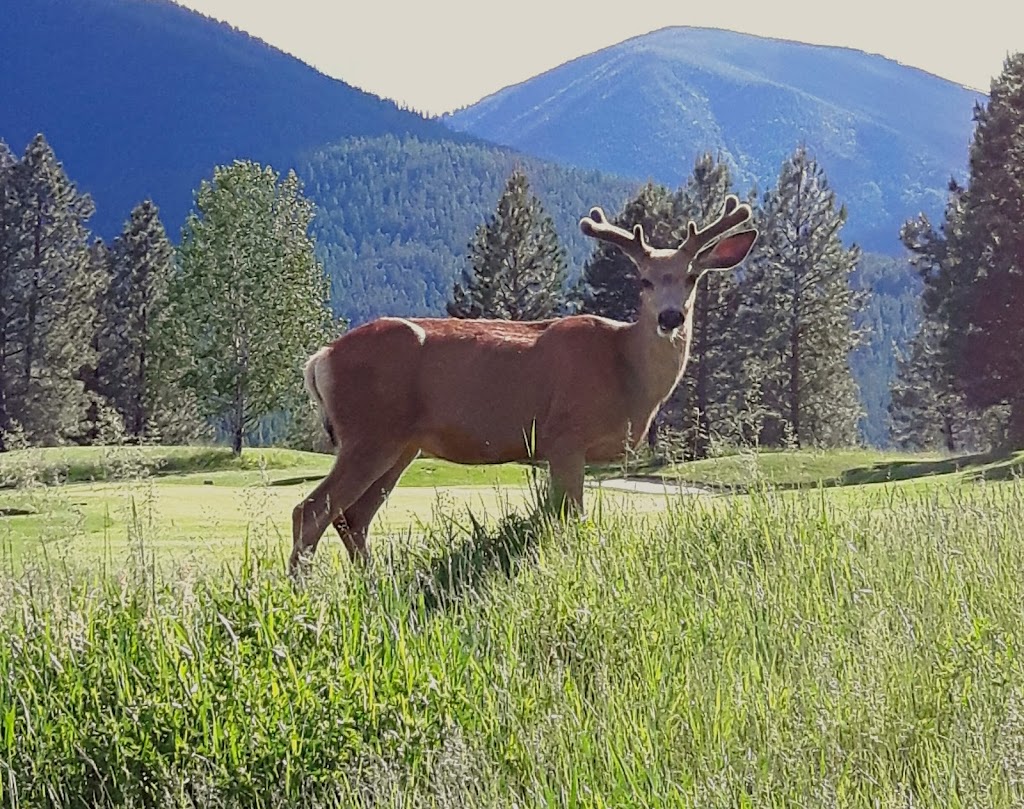 Bootleg Gap Golf Course | 400 315 Ave, Kimberley, BC V1A 3G9, Canada | Phone: (250) 427-7077