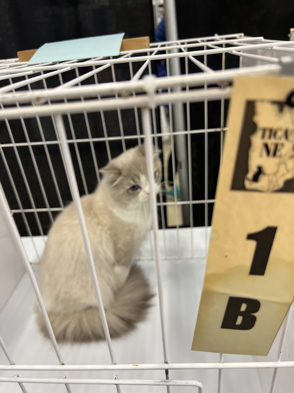 Cream Cake Ragdoll Cattery | 40 Chem. de Cochrane, Compton, QC J0B 1L0, Canada | Phone: (416) 841-8925