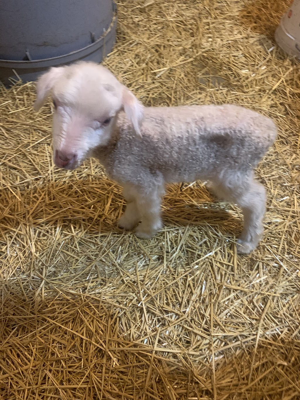 Cousins Corral | Rd 130, Eriksdale, MB R0C 0W0, Canada | Phone: (204) 981-0986