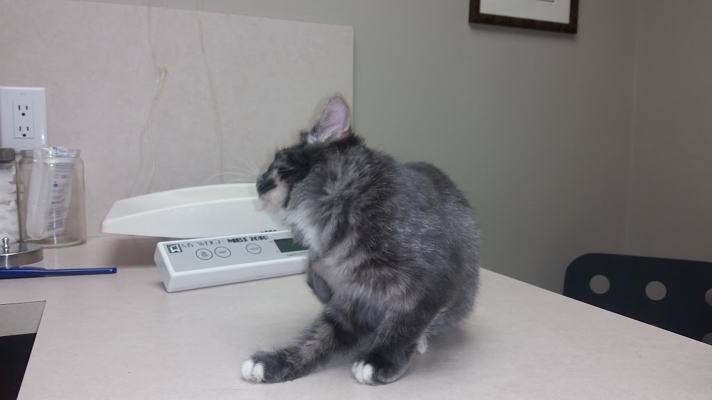 Chartwell Veterinary Clinic | 2375 Brimley Rd #6, Scarborough, ON M1S 1K6, Canada | Phone: (416) 291-2364