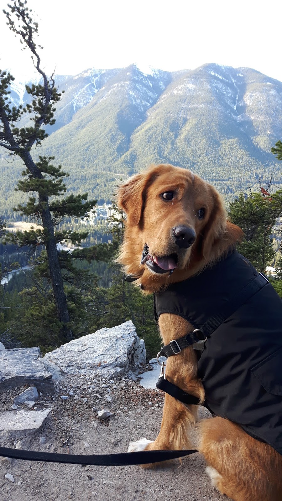 Calgary West Animal Hospital | 921 37 St SW, Calgary, AB T3C 1S4, Canada | Phone: (403) 246-8386