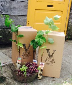 Vignes Chez Soi | 152 Chemin Milton, Granby, QC J2J 0P2, Canada | Phone: (450) 775-0482