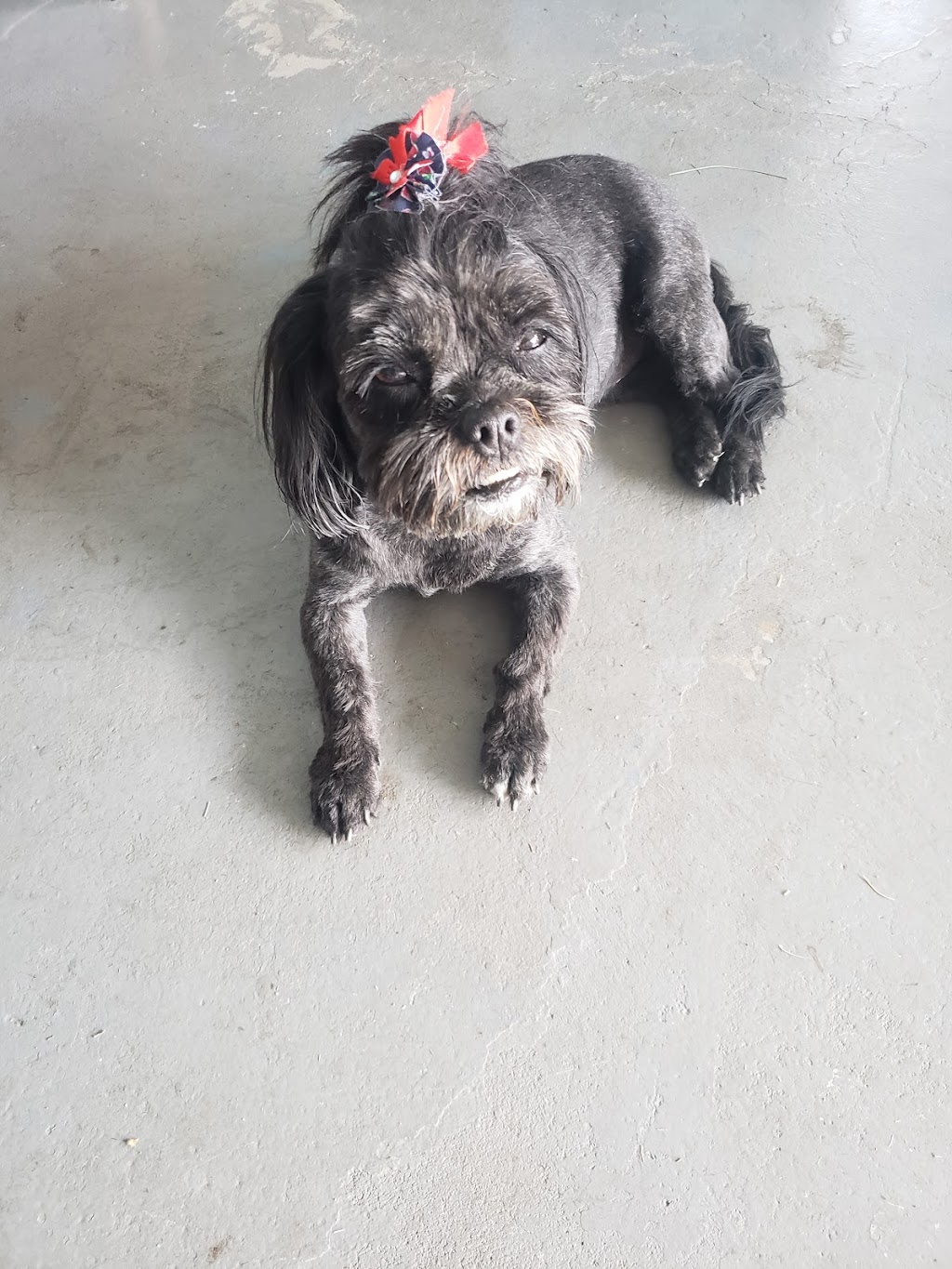 Pepes Grooming | 3195 Koftinoff Rd, Grand Forks, BC V0H 1H2, Canada | Phone: (250) 442-5085