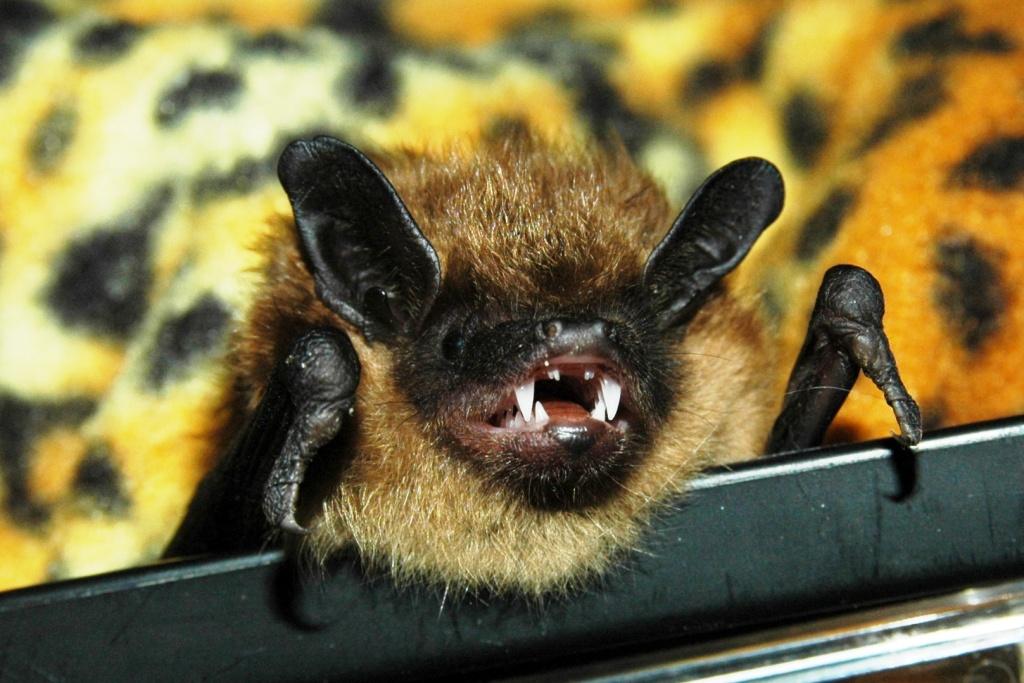 Woodlands Wildlife Sanctuary | 2146 Duck Lake Rd, Minden, ON K0M 2K0, Canada | Phone: (705) 286-1133