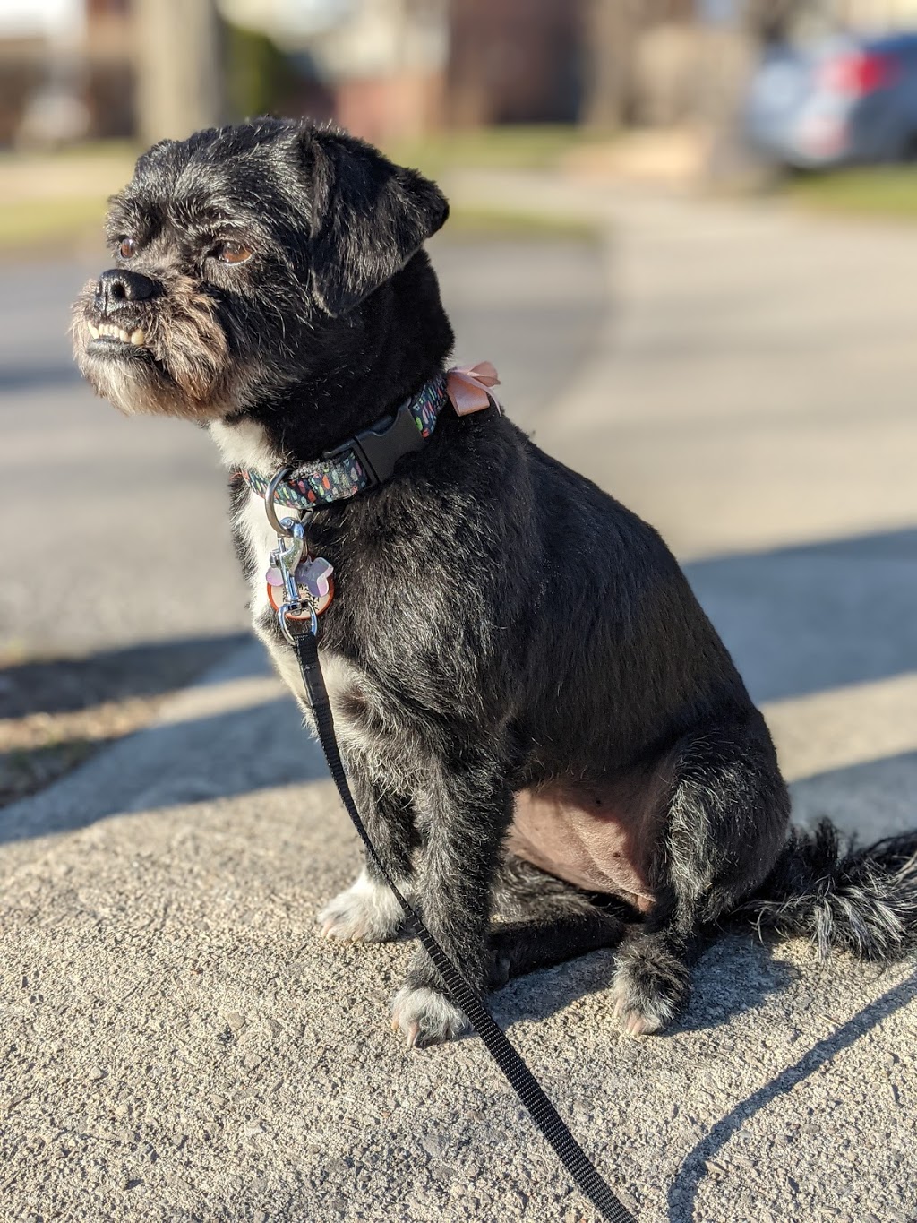 Sitting Pretty Pet Grooming | 2613 Cavendish Dr, Burlington, ON L7P 3W6, Canada | Phone: (289) 816-1745