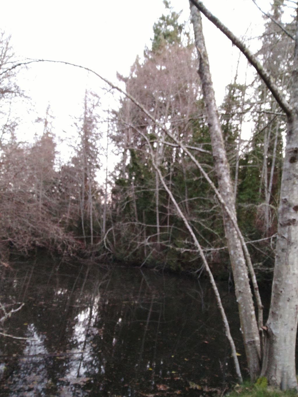 Duck Pond | 11119 Greenpark Dr, North Saanich, BC V8L 5N5, Canada