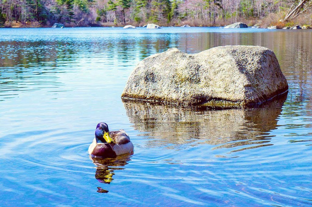 Frog Pond Park | Purcells Cove Rd, Halifax, NS B3P, Canada