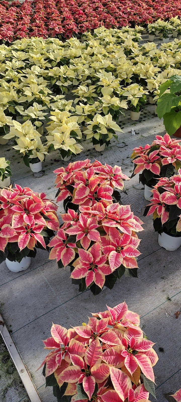 DeVry Greenhouses Picture Butte | 210067 Hwy 519, Picture Butte, AB T0K 1V0, Canada | Phone: (403) 732-5400