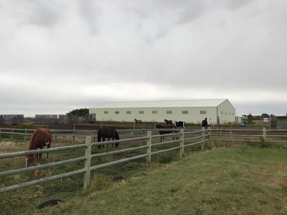 Mane Attraction Stables | 32277, Range Rd 13, Olds, AB T4H 1T8, Canada | Phone: (403) 990-0786