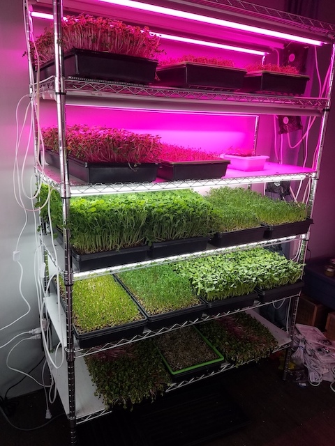 NewTown Microgreens | 18 Stouffer St, Minden, ON K0M 2K0, Canada | Phone: (226) 821-4590
