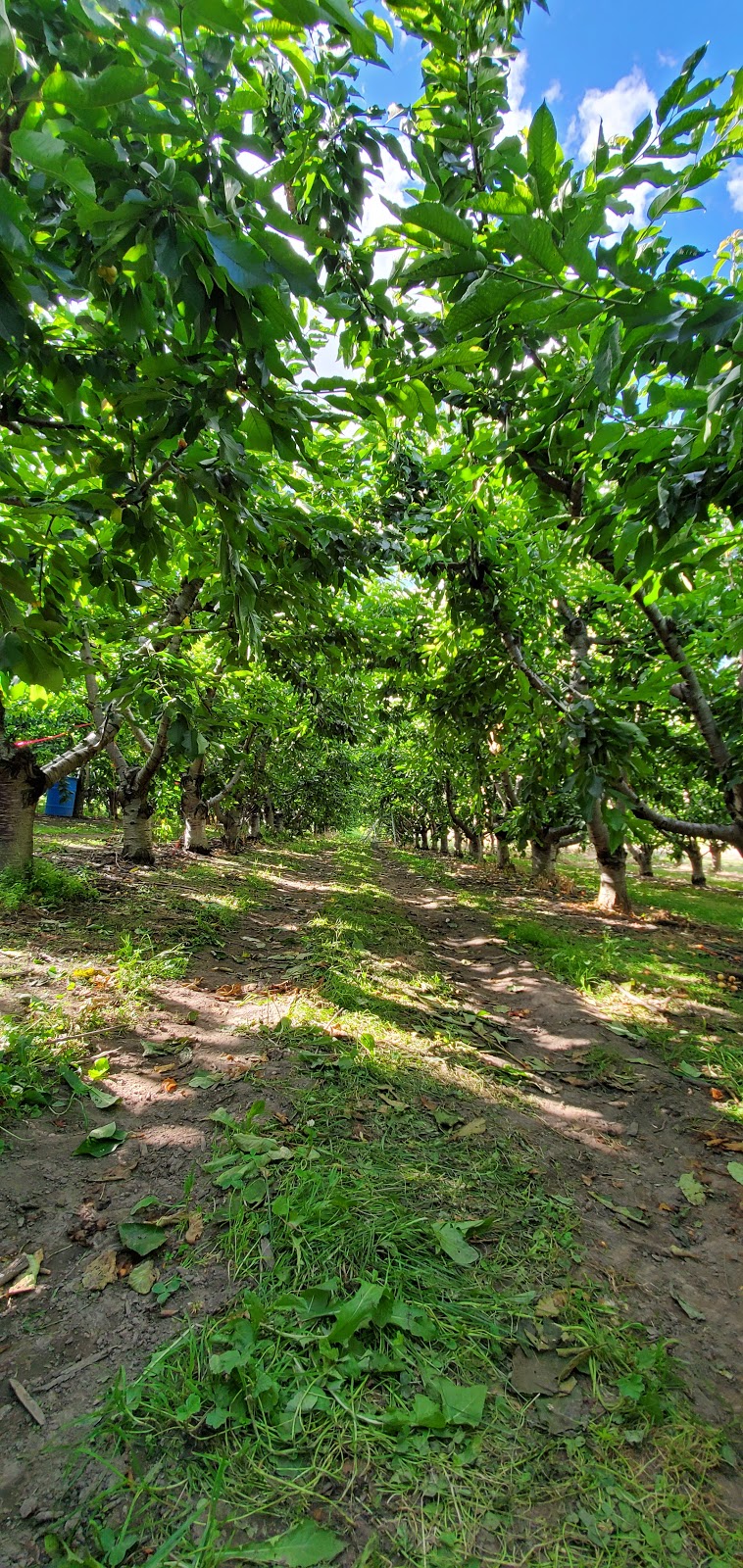 Stevens Farms | 3828 Okanagan Hwy, Osoyoos, BC V0H 1V5, Canada | Phone: (250) 689-1137