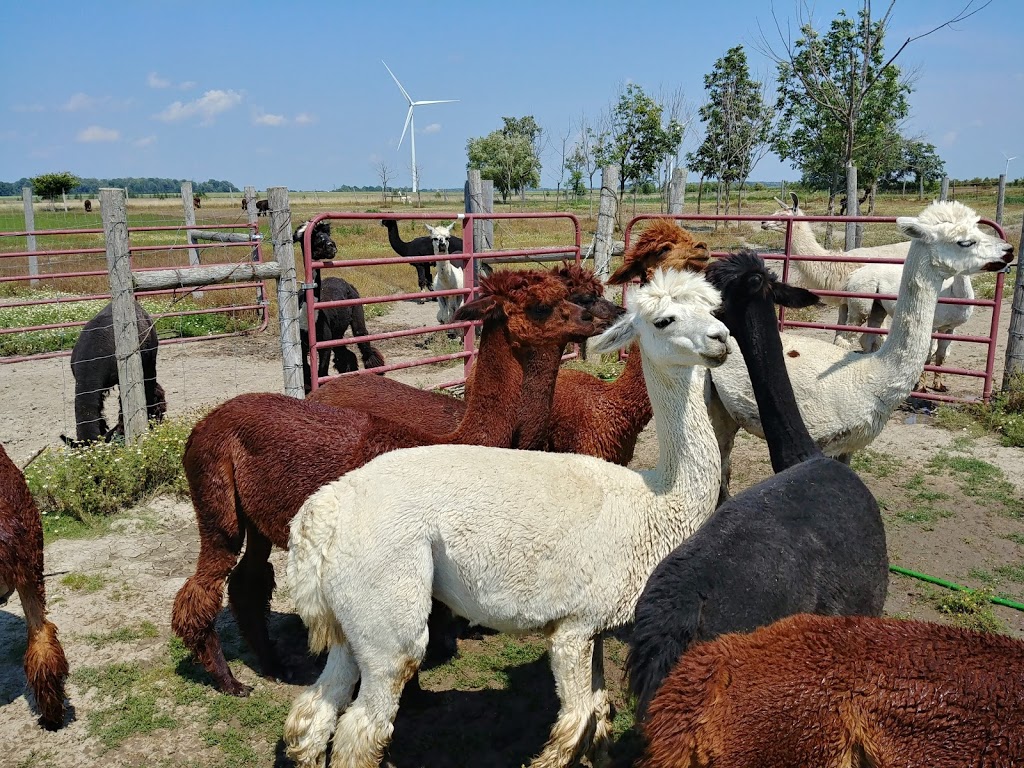 S.A.M.Y.s Alpaca Farm & Fibre Studio | 2432 Cuddy Dr, Kerwood, ON N0M 2B0, Canada | Phone: (226) 678-2649