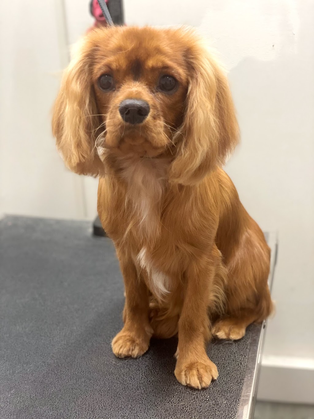 Grooming By Julia | 1817 Tanager Cl NW, Edmonton, AB T5S 0K9, Canada | Phone: (825) 522-3647