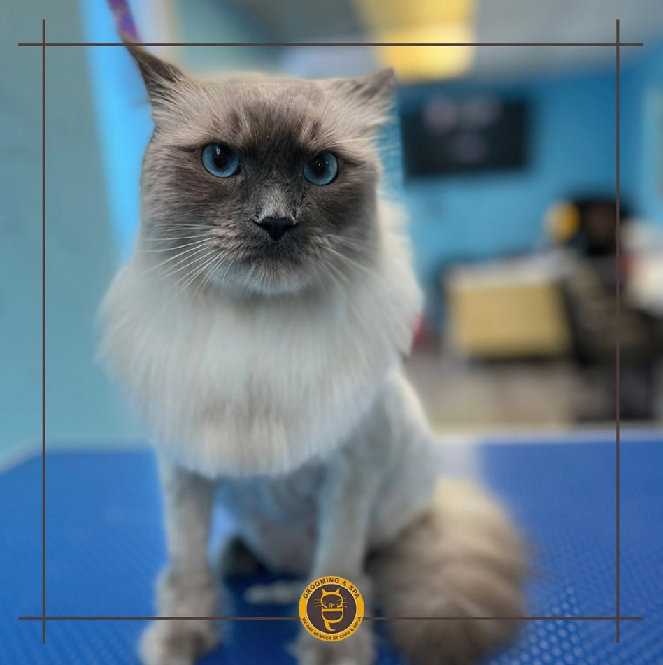 C&D Pet Studio St. Catharines | 595 Carlton St Unit 4, St. Catharines, ON L2M 4Y2, Canada | Phone: (647) 303-7116