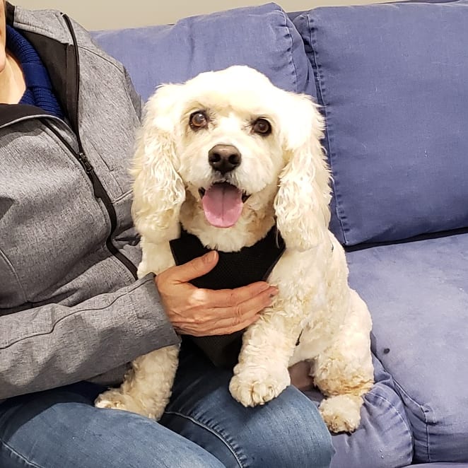 Pooch Haven Grooming & Doggie Daycare | 4297 Golf Club Rd, Hannon, ON L0R 1P0, Canada | Phone: (905) 388-0132