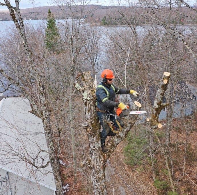 Arboriculture Pagé | 145 Rue Lesage, Saint-Raymond, QC G3L 2L8, Canada | Phone: (418) 283-2083