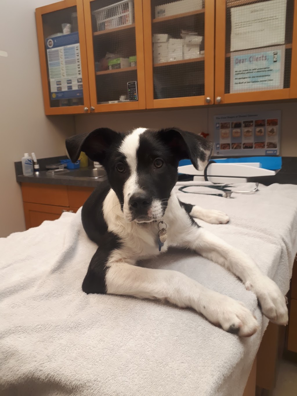 Capilano Animal Clinic | 9945 50 St NW #107, Edmonton, AB T6A 0L4, Canada | Phone: (780) 469-0657