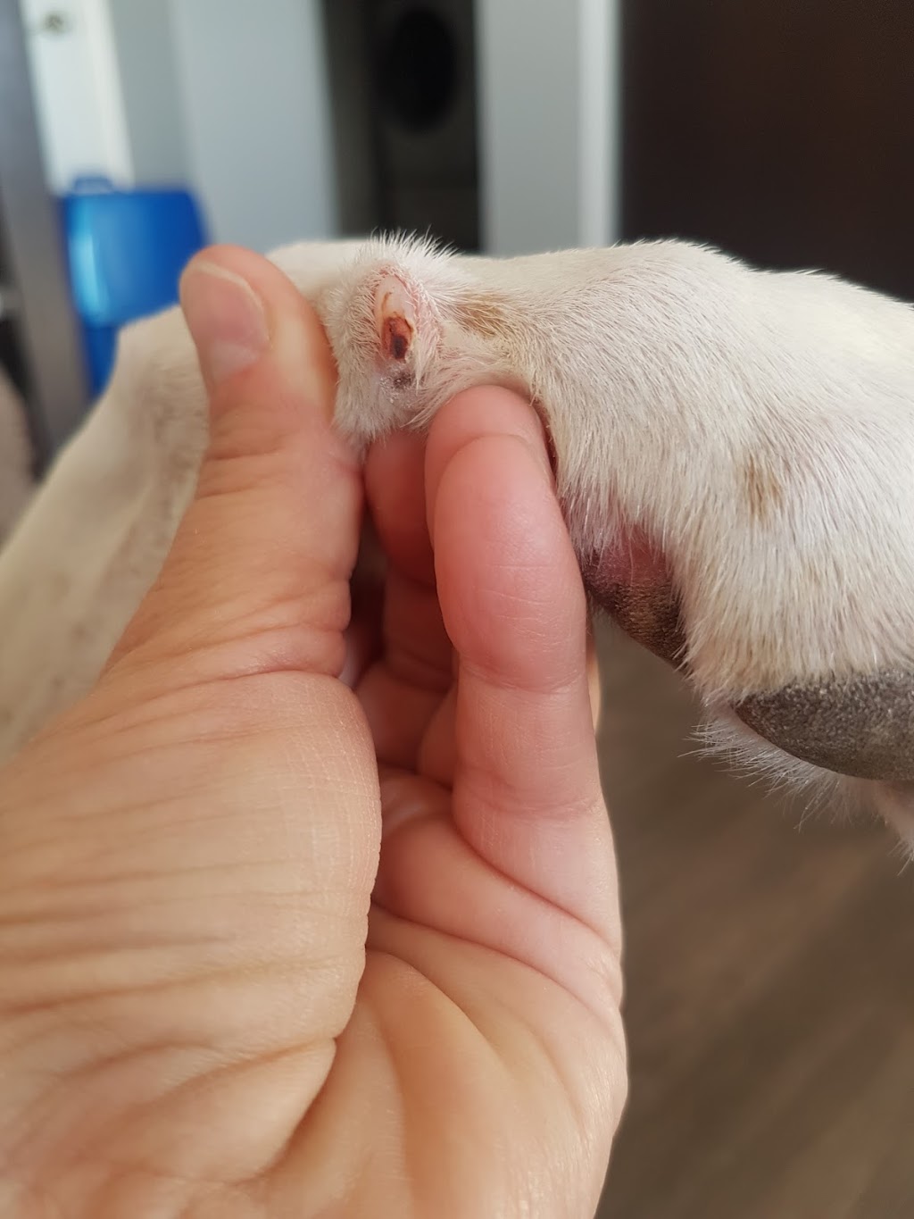 Hamptons Animal Hospital / Spay & Neuter Centre | 6023 199 St NW, Edmonton, AB T6M 0M8, Canada | Phone: (780) 489-3203