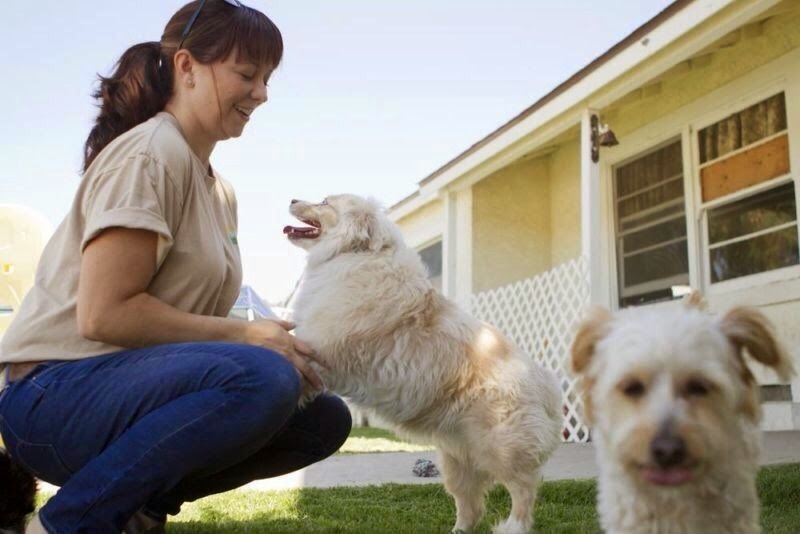 Niagara Dog Training | 32 Lakeshore Rd, St. Catharines, ON L2N 2S9, Canada | Phone: (289) 401-8884