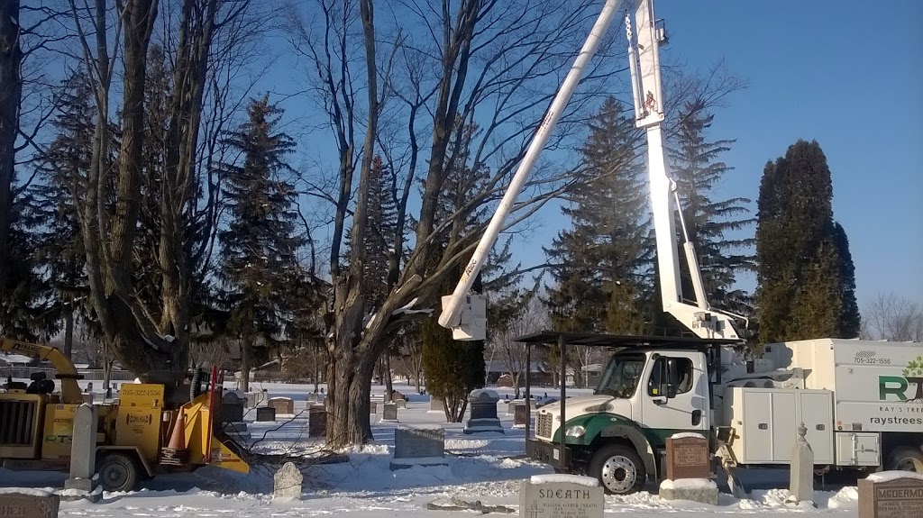 Rays Tree Service | 84 Concession 5 East, Tiny, ON L0L 2T0, Canada | Phone: (705) 322-1556