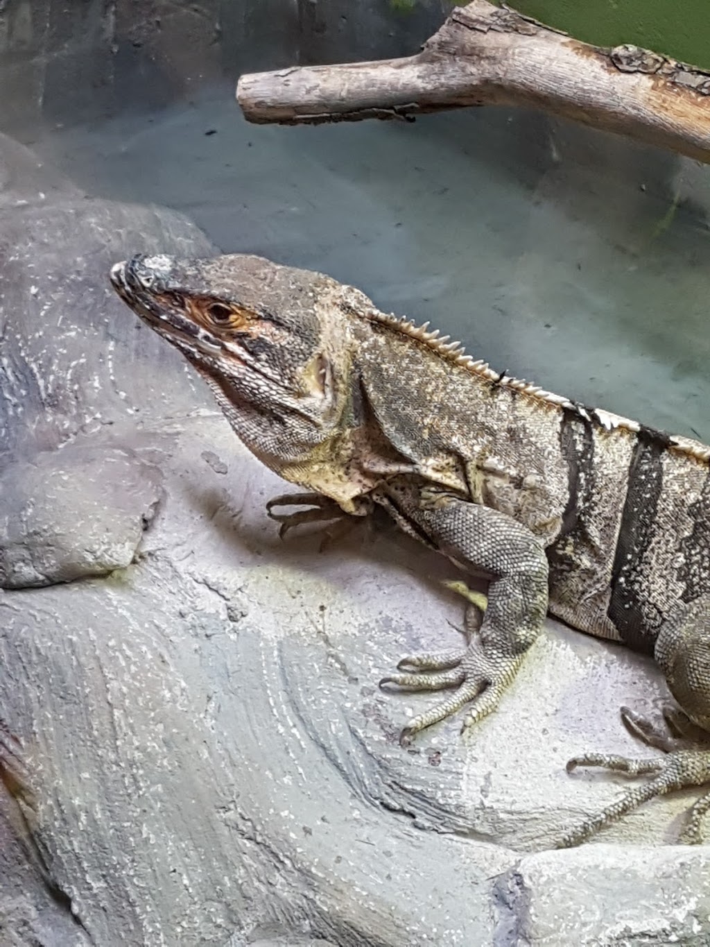 Reptilia Whitby | 1400 Victoria St E, Whitby, ON L1N 0M2, Canada | Phone: (905) 493-9537