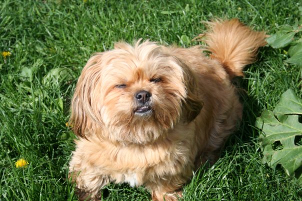 All Season Dog Walking | 1 Brookwell Dr #23, North York, ON M3M 2X9, Canada | Phone: (647) 864-4451