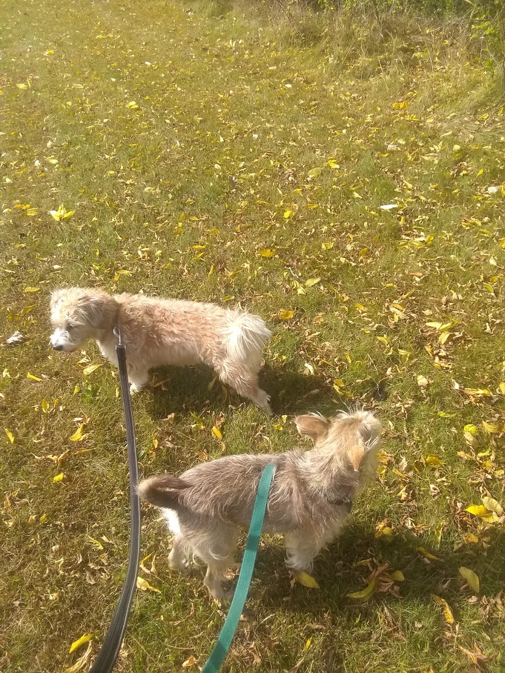 Brantford Pet Sitter | 25 Killarney St, Brantford, ON N3T 6L4, Canada | Phone: (647) 606-3647